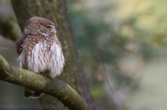 16 Sperlingskauz - Glaucidium passerinum